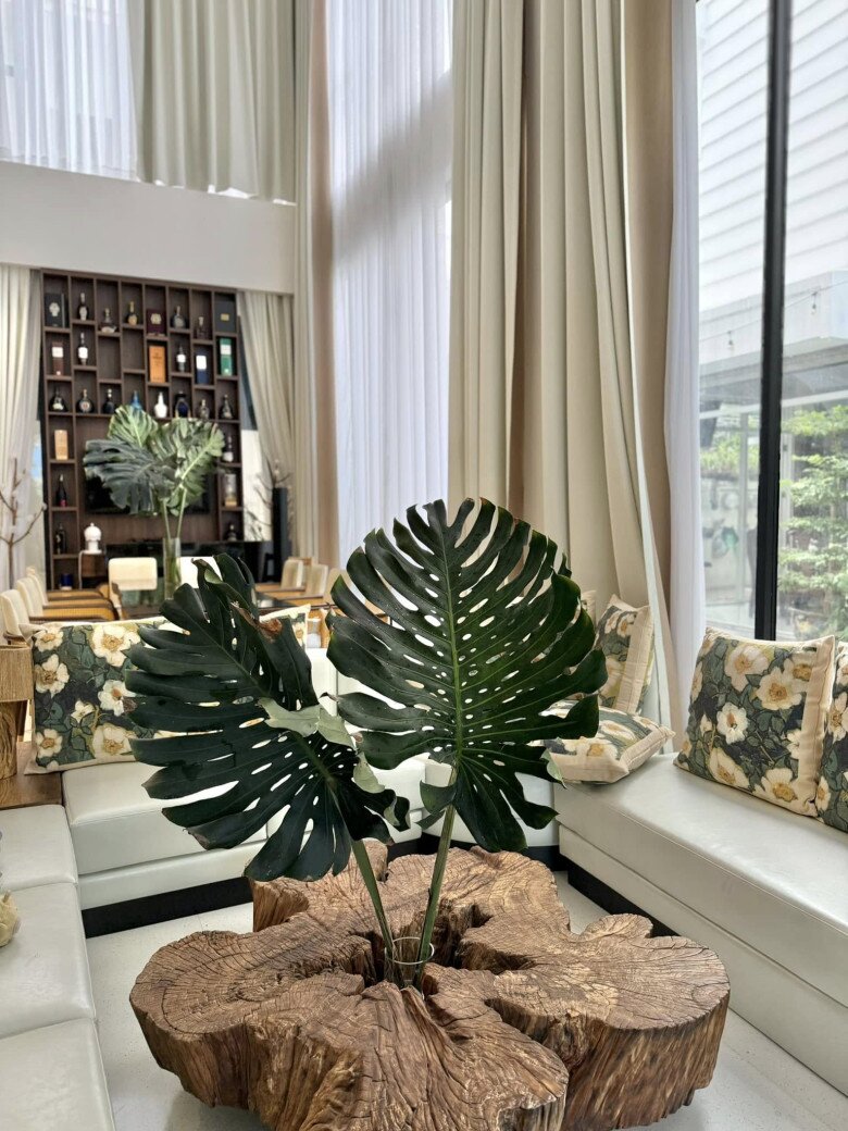 Người đẹp còn kể: Hồi mới chơi Monstera, cháy cái lá nào là buồn cái lá đó, cầm kéo cắt nó đi mà mắt rướm lệ, cái miệng cứ tặc lưỡi tiếc thương tự trách mình suốt cả ngày vì lỡ quên bung lại cây dù sau cái tiệc buổi tối làm lá cháy nắng.