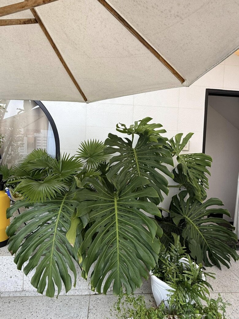 Trước đây, có lần cô chia sẻ: Hồi mới trồng Monstera, biết là cây ưa mát mà khoái sân thượng có 1 cây để chiều ra ngồi nhìn ngắm thế là trồng xuống, mua cái cây có 800k, xong phải mua thêm cây dù 1 triệu 8 và 1 cái lưới che nắng 350k để che cho nó, biết chơi cây hết sức.