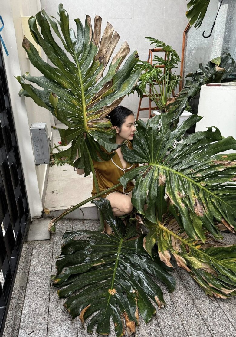 Diễn viên 9x lọt thỏm giữa những chiếc lá trầu bà to hơn cả người. Dù đã quen cảnh “rụng lá”, cô vẫn không khỏi tiếc nuối khi cây bị ảnh hưởng bởi thay đổi thời tiết.