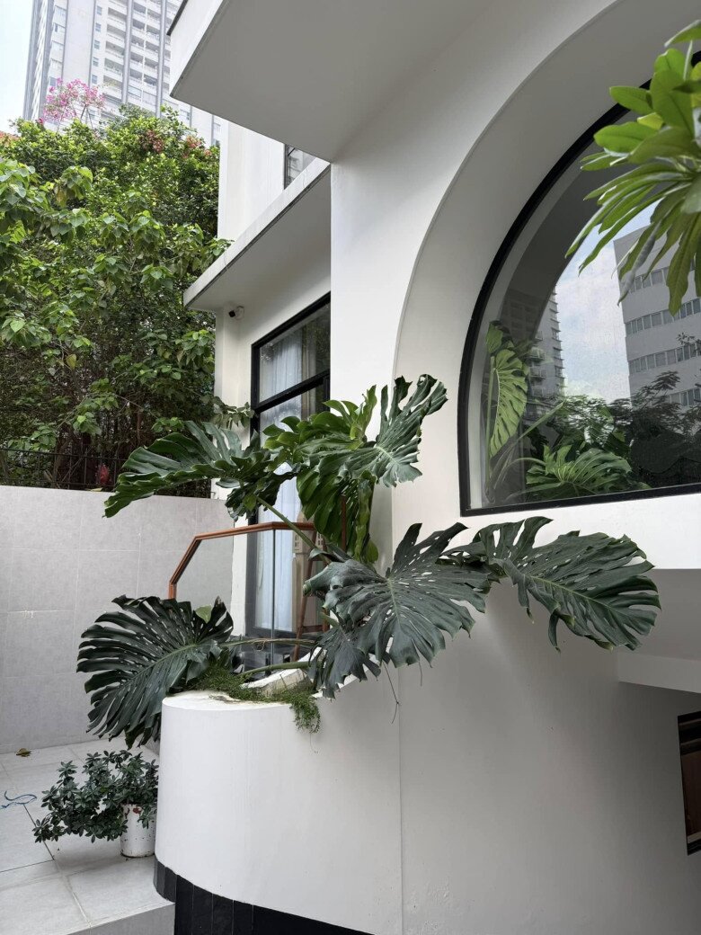 Bà mẹ 4 con còn tự tay xịt thuốc cho cây: Sáng nay không ngắm em Tin vì bị mắc ngắm cái đám lá mà mình đã bỏ rơi mấy tháng nay, qua 1 mùa mưa là phải đi xử lý tàn dư đủ thứ bệnh này, vạch từng cái lá, dí sát con mắt để chẩn bệnh rồi pha thuốc rồi phun tưới.