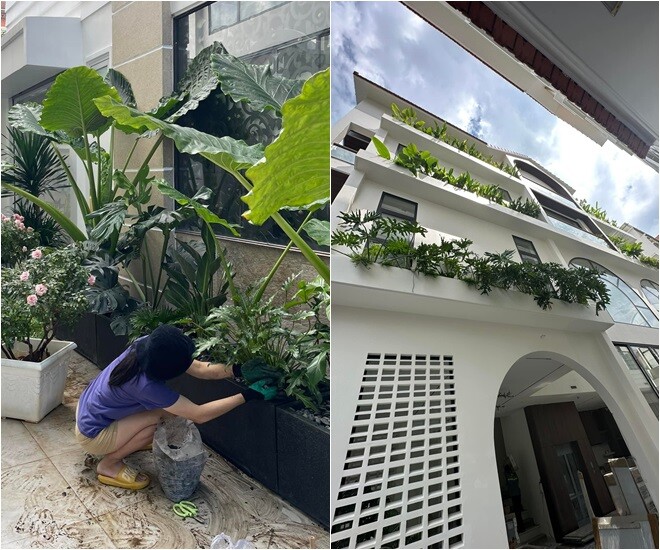 Vân Trang trồng nhiều loại cây trong biệt thự 1.000m2 tại TP.HCM, trong đó có trầu bà lá xẻ. Trầu bà được trồng sát tường, hướng nắng tốt, thoáng gió – điều kiện lý tưởng giúp cây phát triển kích thước “khổng lồ”.