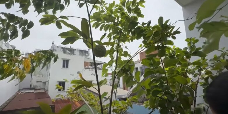MC Cát Tường tạm biệt ngôi nhà đã ở 8 năm, thu hoạch lần cuối ở khu vườn xanh mướt trước khi dọn đi - 13