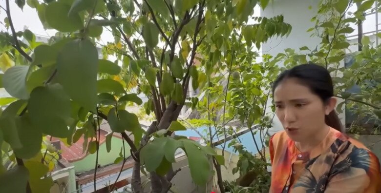 MC Cát Tường tạm biệt ngôi nhà đã ở 8 năm, thu hoạch lần cuối ở khu vườn xanh mướt trước khi dọn đi - 11