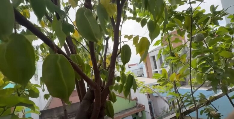 Cây khế đã có từ lúc con gái Nauy của Cát Tường mới học lớp 6 - lớp 7. Giờ đây, cô nàng đã ra trường trường đại học, đi làm. Nữ MC trồng từ lúc cây nhỏ xíu ở một ngôi nhà khác 10 năm, qua một cửa hàng của cô 2-3 năm nữa rồi mới đem về đây.