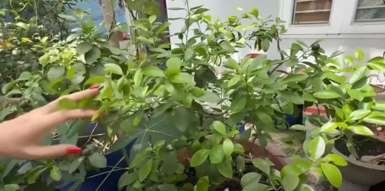 MC Cát Tường tạm biệt ngôi nhà đã ở 8 năm, thu hoạch lần cuối ở khu vườn xanh mướt trước khi dọn đi - 16