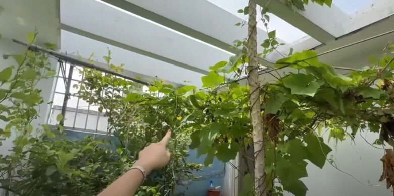 MC Cát Tường tạm biệt ngôi nhà đã ở 8 năm, thu hoạch lần cuối ở khu vườn xanh mướt trước khi dọn đi - 18