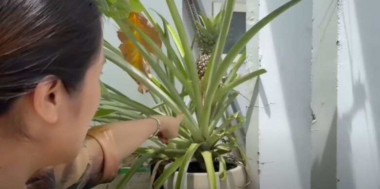 Ngoài ra vườn còn có na nhưng chưa chín, đu đủ cô từng thu hoạch. Trái thơm sắp tới cô sẽ thu hoạch để cúng khai trương. Cây mai cũng không thể đem đi.