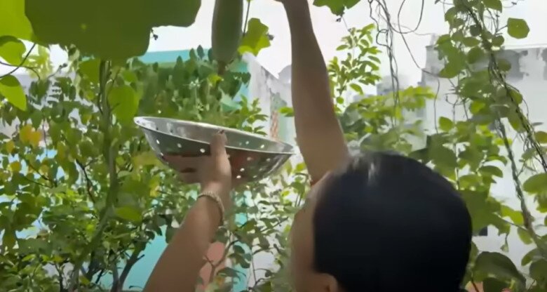 Nghệ sĩ 7x ra vườn thu hoạch cây trái. Nữ MC cho biết cây mướp đã “cứu đói” cho cả xóm cô trong mùa dịch COVID, giờ đây vẫn ra trái.