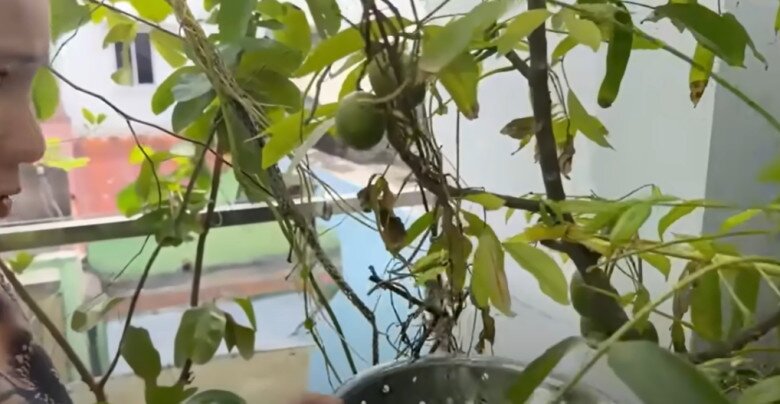 MC Cát Tường tạm biệt ngôi nhà đã ở 8 năm, thu hoạch lần cuối ở khu vườn xanh mướt trước khi dọn đi - 4