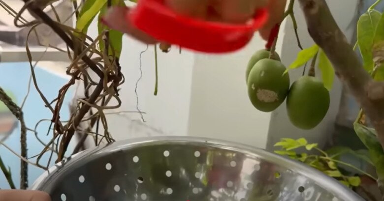 Kế bên dàn mướp là cây cóc. Cát Tường cắt những trái cóc non và chia sẻ rằng cây này cũng khó lòng di chuyển qua nơi ở mới của cô vì cây còn những thế ở bên dưới.