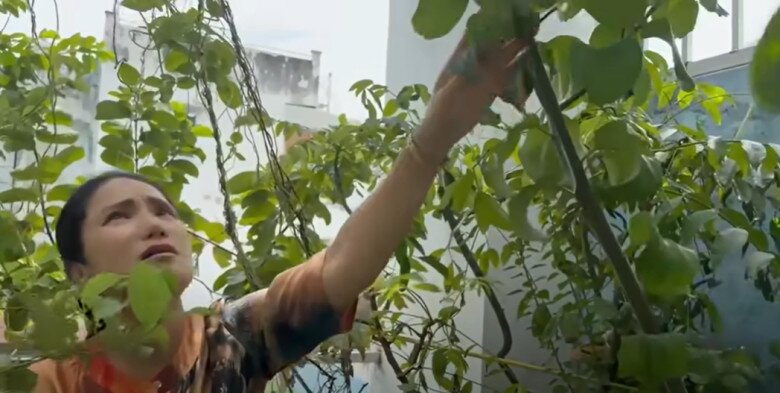 MC Cát Tường tạm biệt ngôi nhà đã ở 8 năm, thu hoạch lần cuối ở khu vườn xanh mướt trước khi dọn đi - 6