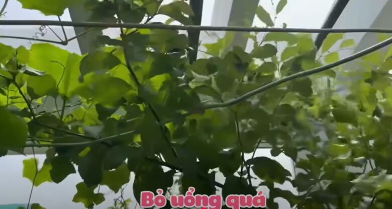 MC Cát Tường tạm biệt ngôi nhà đã ở 8 năm, thu hoạch lần cuối ở khu vườn xanh mướt trước khi dọn đi - 7
