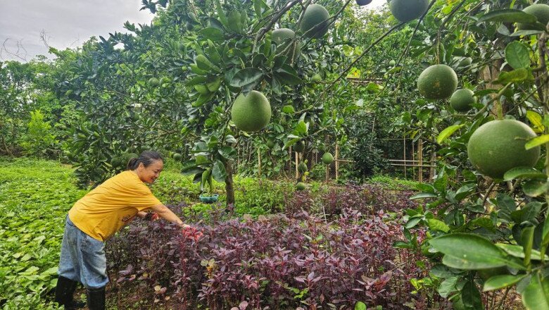 Cô khoe cả bó rau dền vừa hái xong, còn đọng sương. Bên cạnh là những trái bưởi đang độ lớn, chứng tỏ khu vườn chăm sóc rất kỹ.
