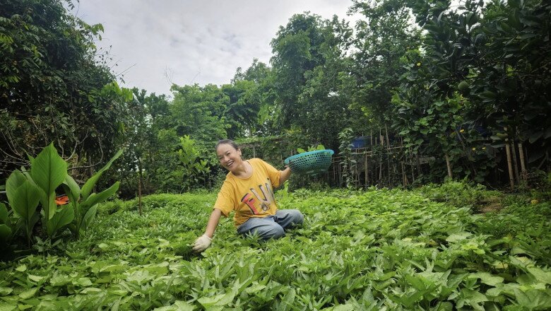 Táo bà ngồi giữa luống rau lang, áo vàng nổi bật giữa màu xanh non, tay thoăn thoắt hái từng nhánh. Góc chụp xa cho thấy khu vườn rộng rãi, sạch sẽ, phủ kín rau cỏ.