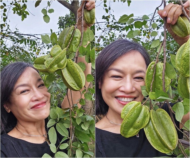 Nữ nghệ sĩ khoe nạp vitamin bên chùm khế xanh mướt, từng quả căng mọng, thân cây thấp, quả sát mặt – chỉ cần với tay là hái được. Một góc vườn mà ai cũng muốn có. 