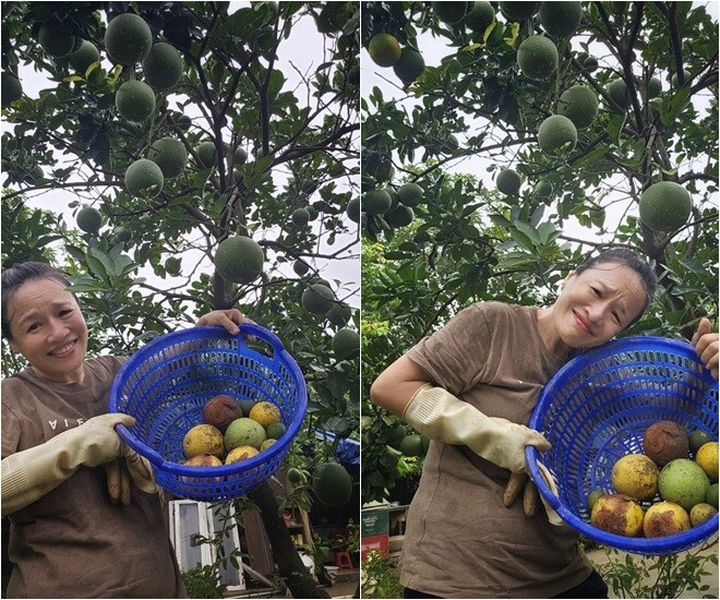 Dưới gốc cây bưởi trĩu quả, nghệ sĩ Tú Oanh mặc áo cũ, đeo găng cao su, bê rổ trái cây vừa hái. Nụ cười tuy “mệt nhưng vui”, toát lên đúng tinh thần của người yêu lao động. Những quả bưởi bị rơi, rụng, héo sau một trận mưa khiến cô không khỏi tiếc.