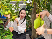 Nhà đẹp - Diệp Bảo Ngọc thu hoạch "đã đời" ở khu vườn trên cao, xoài trồng trong chậu ra trái "mướt mườn mượt"