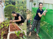 Nhà đẹp - NSND Trịnh Kim Chi trồng rau trong vườn biệt thự chục tỷ nhưng gặp "thủ phạm" phá hoại