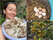 Nhà đẹp - Nữ NSƯT khoe khu vườn nhỏ giản dị mà nhiều cây trái, rổ trứng gà đầy ắp nhưng dân mạng lại thắc mắc