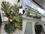 Cây lá to hơn người được Vân Trang trồng khắp ngóc ngách biệt thự 1.000m2 nhưng từng khiến cô phải khóc một dòng sông