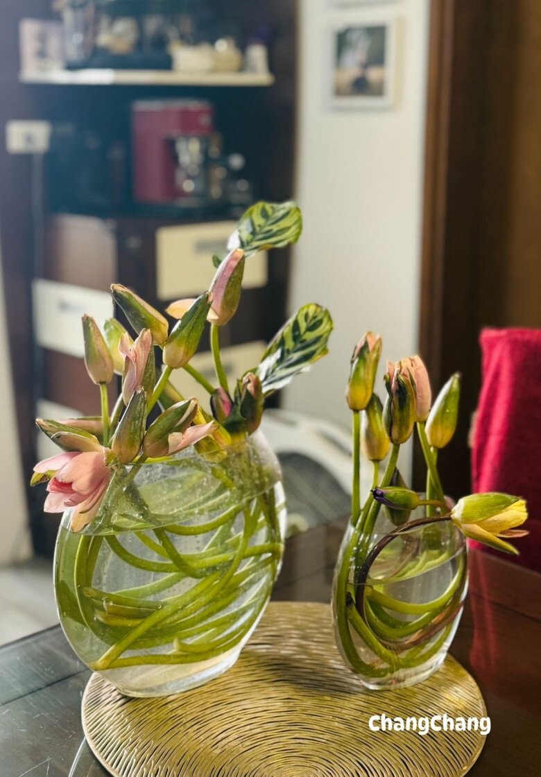 Quả nhiên có những chiếc lọ sinh ra là để cắm những bông súng oẳn tà là vằn này! Không cần uốn thẳng, vẫn cắm bình thường Mấy em súng cá hồi này dưỡng qua 1 đêm vẫn không thức, nên ta chơi súng kiểu ngủ nha, Hoàng Trang cho biết.