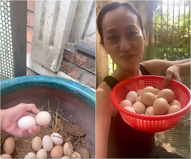 Nữ nghệ sĩ lấy trứng từ ổ có rất nhiều trứng và gà mái đang nằm ấp. Nhiều khán giả đã tò mò: “Một tuần mà được nhiều trứng vậy sao?”, “1 con mà đẻ gì mà 2 màu trứng?” Có người lý giải do trứng khác màu và kích cỡ, chứng tỏ không phải của một con duy nhất. Theo lời một số cư dân mạng có kinh nghiệm, rất có thể đây là “2-3 con gà cùng đẻ chung ổ, nên 1 tuần được 19 trứng là hợp lý”. 