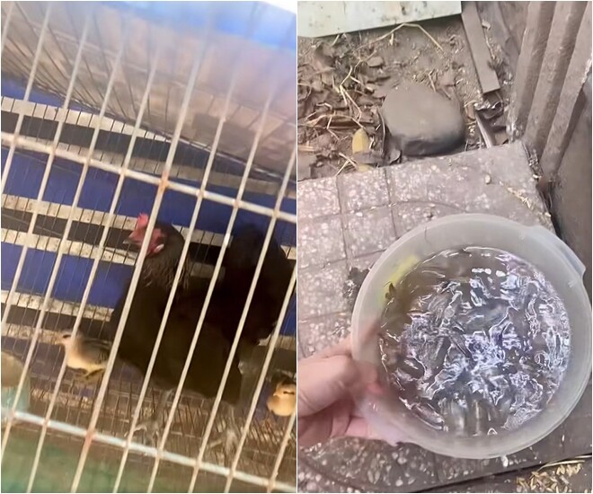 Nữ NSƯT khoe khu vườn nhỏ giản dị mà nhiều cây trái, rổ trứng gà đầy ắp nhưng dân mạng lại thắc mắc - 3