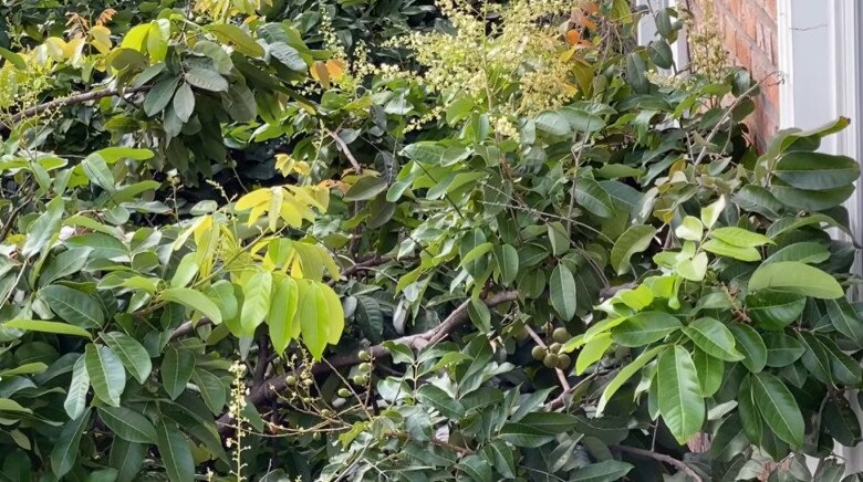Những chùm hoa nhãn nở rộ bên cửa sổ. Nữ đạo diễn thổ lộ: Mùa nhãn lại về rồi. Mỗi tối mùi hoa nhãn dịu quyện trong không khí. Mở cửa sổ ra như mở vào một không gian của hương nhãn. Ngọt ngào lắm.