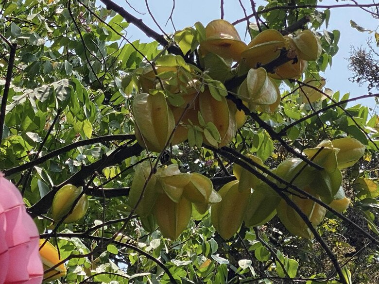 Nữ NSƯT khoe khu vườn nhỏ giản dị mà nhiều cây trái, rổ trứng gà đầy ắp nhưng dân mạng lại thắc mắc - 7