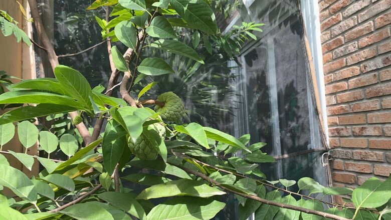 Đạo diễn bày tỏ: Vườn nhà mình như một khu rừng nhỏ luôn rồi. Tại cả mấy tháng nay toàn bỏ bê, rau chết queo hết. Chỉ toàn cây. Một cây mít, hai cây mãng cầu, một cây ổi nữ hoàng, mấy cây đu đủ, giống đu đủ từ quả vườn nhà ngoại Tư đó. Hai cây nhãn, một cây khế, một cây sapoche… vài cây đã mon men nụ và cả trái non. Chờ ngày hái quả lắm đa. Hihi.