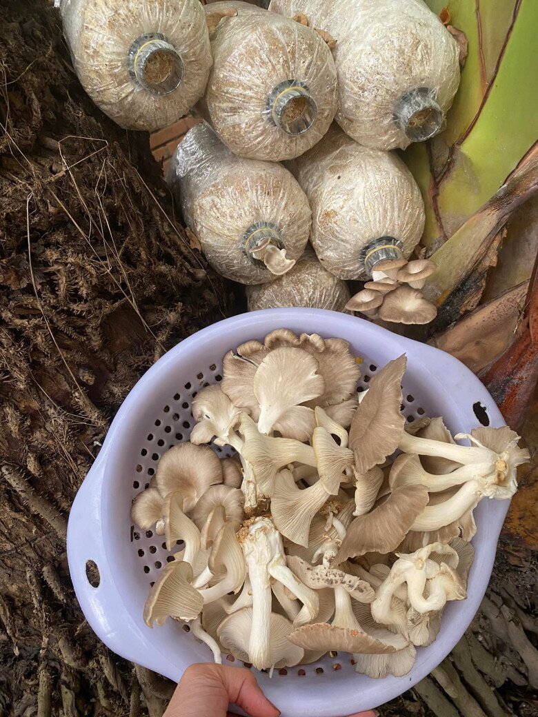 Đôi khi, cô trồng cả nấm và khoe: Quà từ vườn nhà. Thích ơi là thích luôn. Đợt này mắc nuôi 6 con vịt, 9 con gà nên hỏng còn chỗ trồng nấm nên mua về nhét đại nhét đùa vô gốc chuối vậy mà mấy bản vẫn chăm ngoan cho năng suất vượt trội. Tổng thu nhập hôm nay là 670gr nấm.