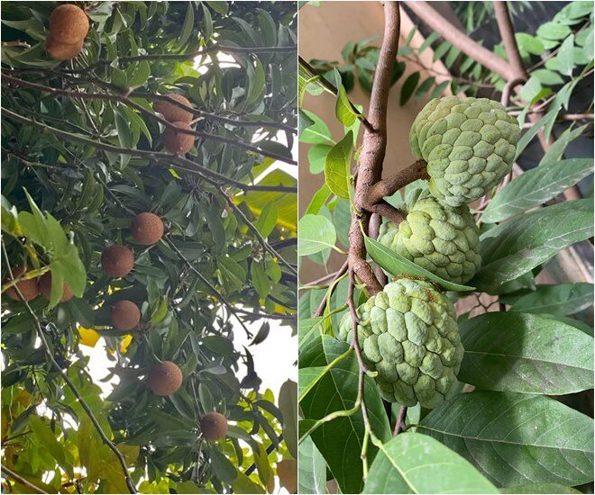 Mỗi cây, mỗi con trong vườn nhà đều khiến Hạnh Thúy thêm niềm vui và chăm chút. Có lần cô chia sẻ: Vườn đợt này có nhiêu đây. Cây sapoche trái ê hề mà hổng chín cùng lúc nên lâu lắm mới ăn được một trái, còn lại tự chín tự rụng mất tiêu. Còn mãng cầu thì đợt mua mãng cầu ở phiên chợ tử tế về ăn xong lấy hạt gieo lại. Đợt này là đợt trái thứ hai. Cây to vạm vỡ sau 3 năm mới có trái mà mỗi mùa cũng chỉ vài trái như thế này. Được cái trái rất lớn và ngọt.