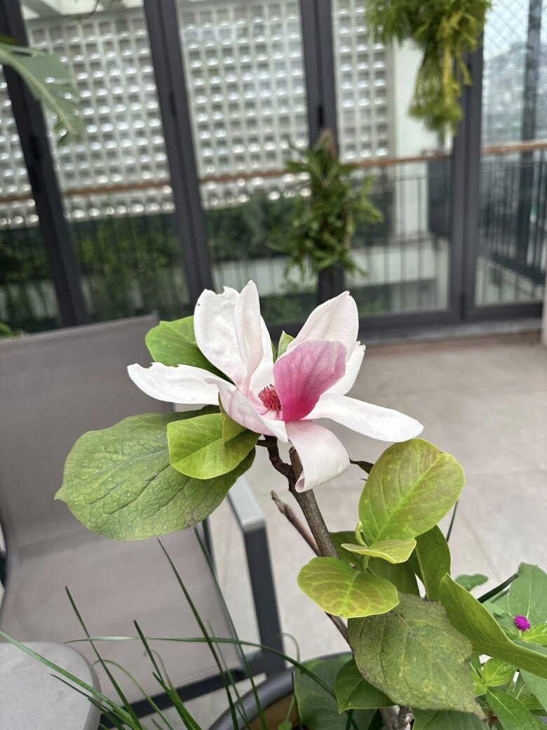 Loài hoa này ưa ánh sáng, cần không gian thoáng đãng và khí hậu mát mẻ, phù hợp với sân thượng hoặc ban công hướng nắng.