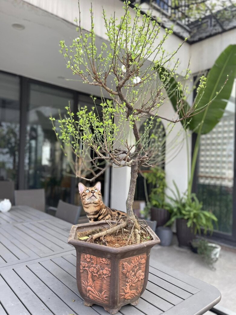 Giọng ca nhạc đỏ mát tay trồng cây và hoa. Một chậu mai đơm hoa, nảy lộc hay cành hoa giấy rực rỡ đều tạo nên khung cảnh rất đẹp mắt trên khu vườn sân thượng đầy màu xanh của Trọng Tấn.