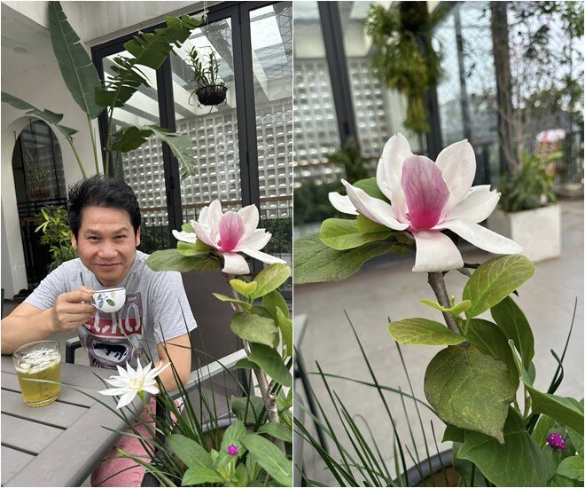 Cận cảnh bông mộc lan vừa nở trên sân thượng nhà ông hoàng nhạc đỏ. Cánh hoa trắng ngà pha sắc hồng phớt ở nhụy, bung nở nhẹ nhàng trên nền lá xanh mướt.