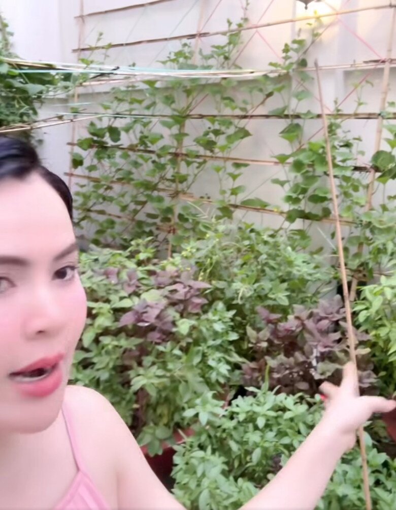Những giống rau khác nhau đan xen. Hoa hậu tiết lộ: “Nhà chỉ có Phương Lê, anh Luân với mấy người giúp việc thôi nên ăn không hết, rau quá trời.