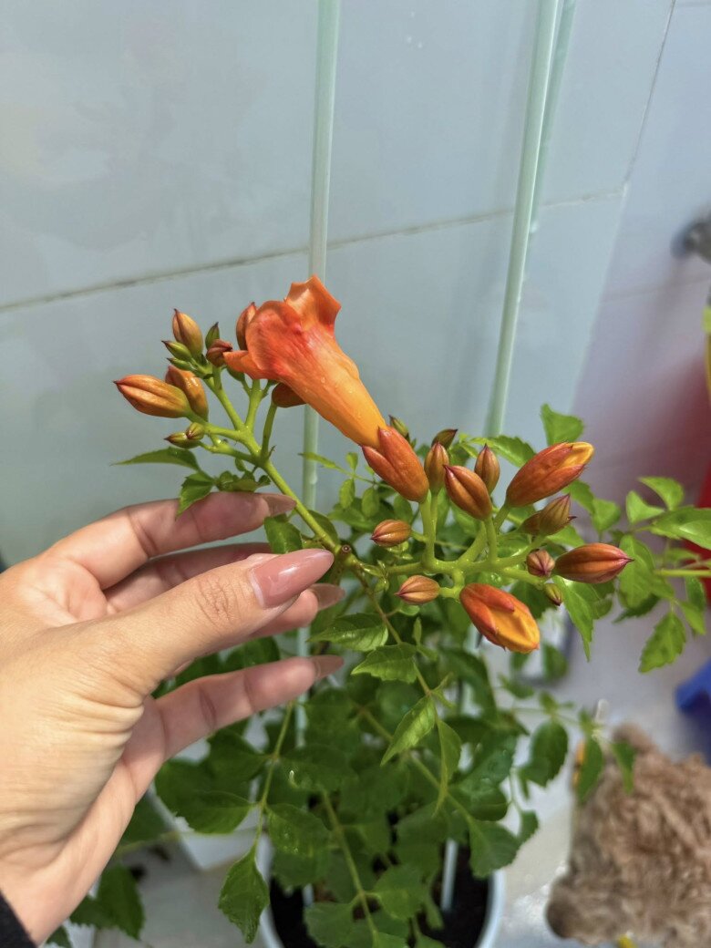 Cây hoa đăng tiêu với màu cam rực rỡ bắt đầu trổ nụ dày đặc. Dáng hoa hình kèn tạo điểm nhấn nổi bật trên nền lá xanh mướt.