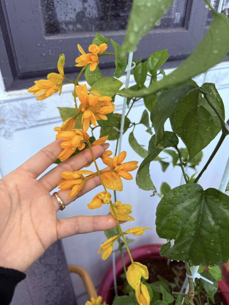 Dây lan hoàng thảo có màu vàng cam nổi bật, mọc theo chùm dài, tạo thành điểm nhấn sinh động. Huỳnh Như cẩn thận dùng tay đỡ từng nhánh hoa.
