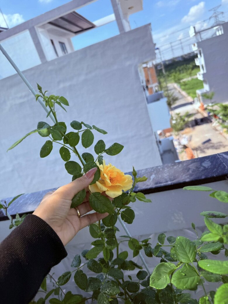 Hoa hồng vàng giống Juliet bắt đầu hé nụ, được trồng ven lan can trên tầng cao. Có thể thấy khung cảnh phố thị phía xa, tương phản thú vị với không gian vườn gần gũi.