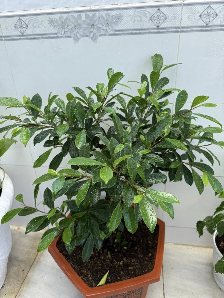 Loài cây này Khánh Đơn phải lên mạng hỏi mọi người Cây này cây gì mấy ông, ai biết chỉ tui với! Một số người cho rằng đây là cây gừa hay còn gọi Si quả nhỏ, một loài cây cảnh phát triển khá mạnh.