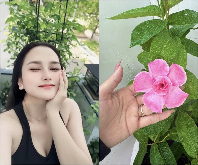 Huỳnh Như thích thú với không gian đầy hơi thở thiên nhiên ở nhà mình. Cô khoe cận cảnh đóa hoa hồng anh màu hồng rực rỡ, lá cây xanh bóng mượt sau cơn mưa. Hoa nở to, căng tràn sức sống, cho thấy bàn tay chăm vườn đầy tâm huyết.