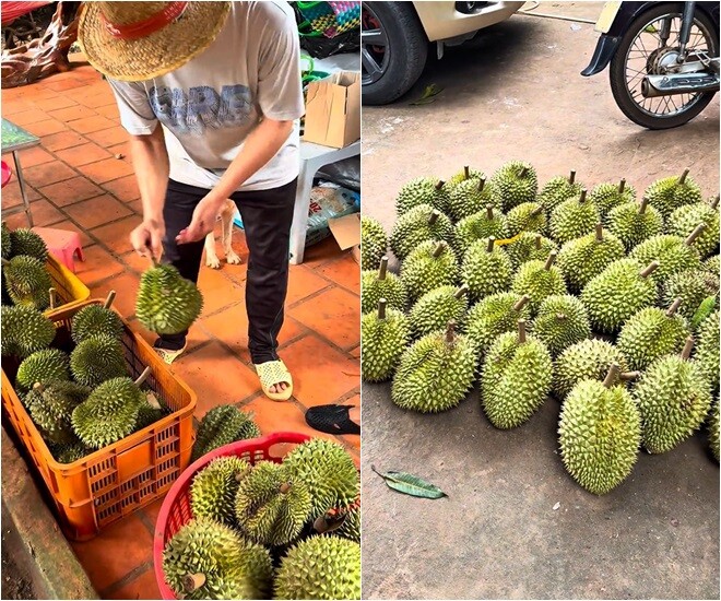Anh được thưởng thức 4 loại, có cả sầu riêng khổ qua. Nam diễn viên ăn đến no. Anh được giới thiệu từng loại sầu riêng với cái tên rất lạ.