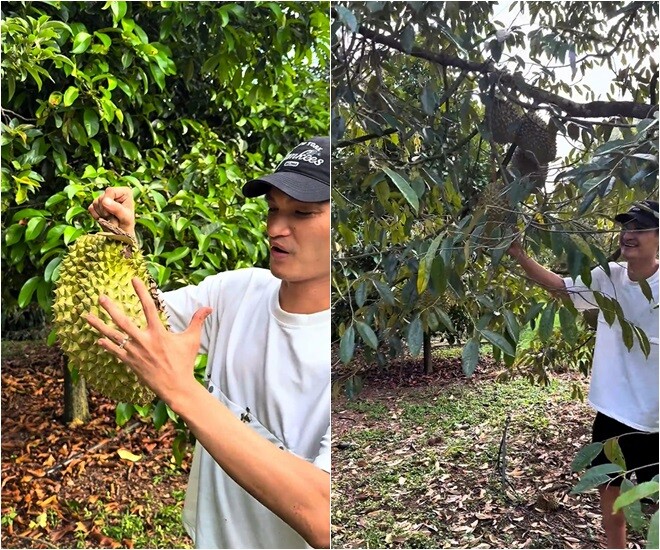 Vườn sầu riêng, măng cụt rộng thênh thang của Hoài Linh: Mạc Văn Khoa về amp;#34;ăn ngập mồmamp;#34;, đoạn khui trái ai cũng cười lăn - 9