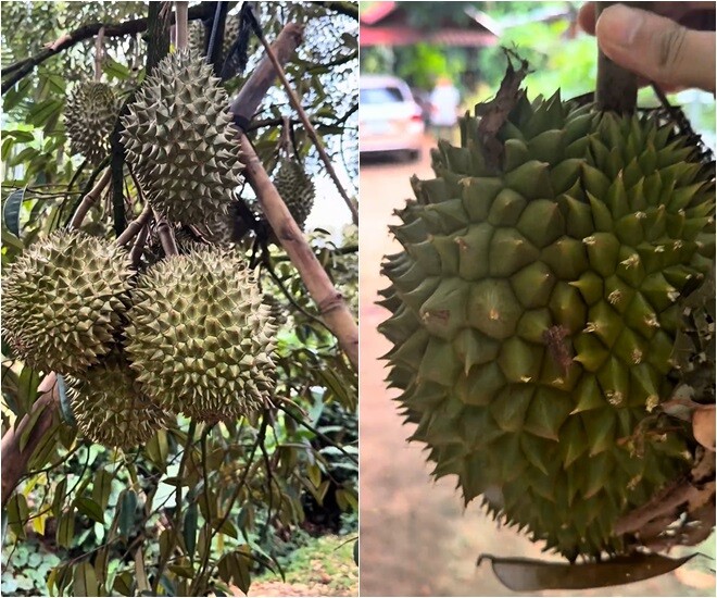 “Lần đầu tiên trải nghiệm đi nhặt sầu riêng rụng. Ai mà thích ăn sầu riêng là mê luôn. Chỉ muốn lao ra vườn khui liền. Sầu riêng rụng lăn cả ra đường luôn”, nam diễn viên nói.