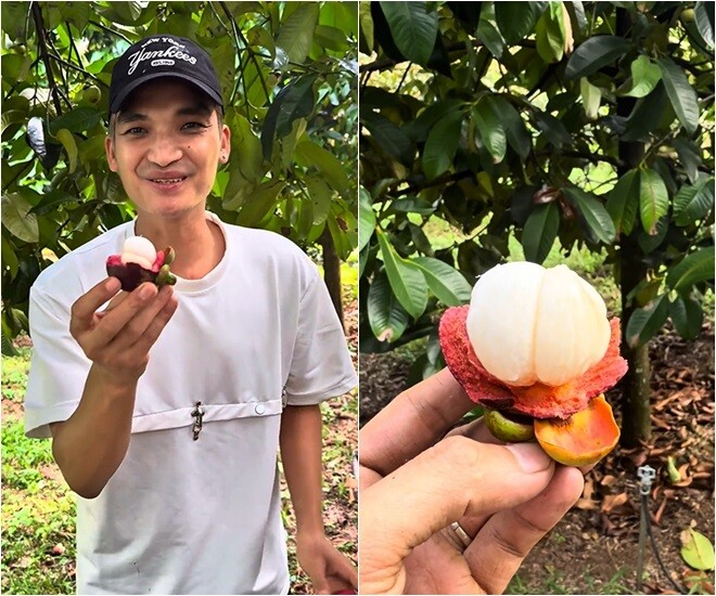 Tự tay hái măng cụt và thưởng thức ngay tại cây, diễn viên quê Hải Dương khoái chí: “Ôi trời, nó trắng tươi luôn nè. Những ai nhà có măng cụt thì thấy bình thường chứ em lần đầu được hái quả măng cụt từ trên cây xuống”. Anh khen măng cụt vườn nhà Hoài Linh “tươi, mát, ngon”.