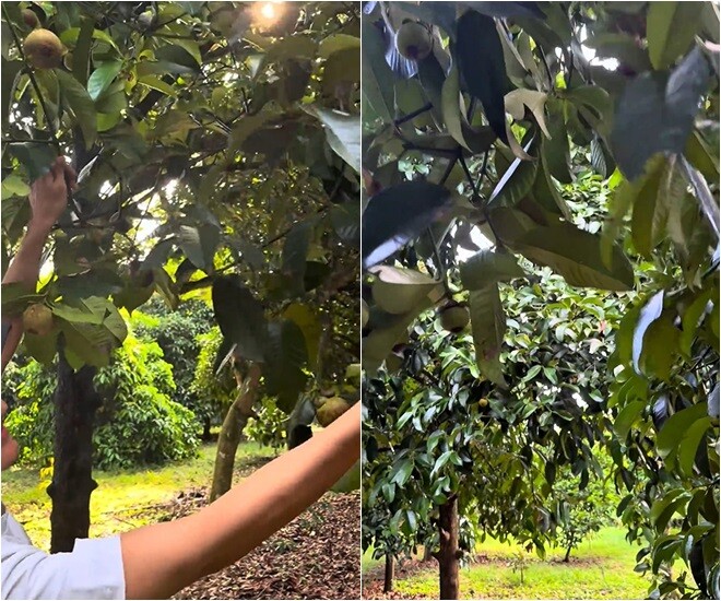 Nam diễn viên vạch những tán lá ra để lộ nhiều quả sum suê. Anh đùa: “Lâu lâu xuống vườn chú, chắc bào một chút xíu về, mà nhiều lắm”.