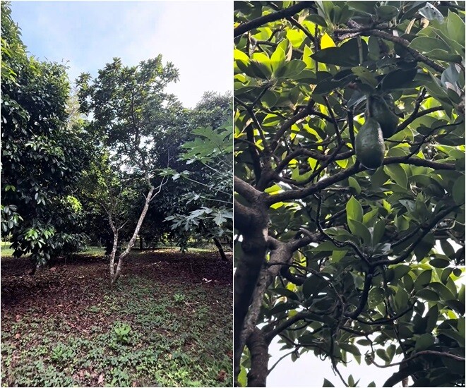 Vườn sầu riêng, măng cụt rộng thênh thang của Hoài Linh: Mạc Văn Khoa về amp;#34;ăn ngập mồmamp;#34;, đoạn khui trái ai cũng cười lăn - 7