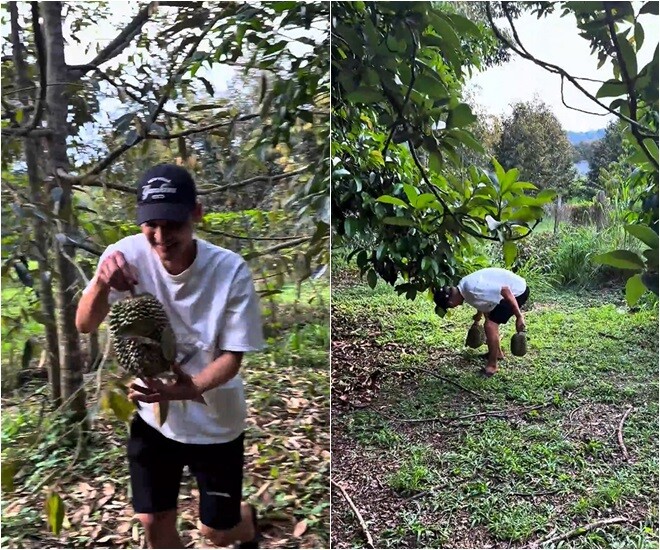 Vườn còn có bơ, mít cũng sắp vào độ thu hoạch. Anh chàng thích thú đi nhặt sầu riêng trong vườn và khoe trái sầu riêng “gấp đôi cái mặt”.