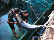 Tin tức - Ngư dân Nghệ An trúng đậm mẻ cá thu, cá kìm trị giá 700 triệu đồng