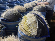 Tin tức - Lạnh người với quy trình sản xuất hàng giá đỗ ngậm hóa chất độc hại